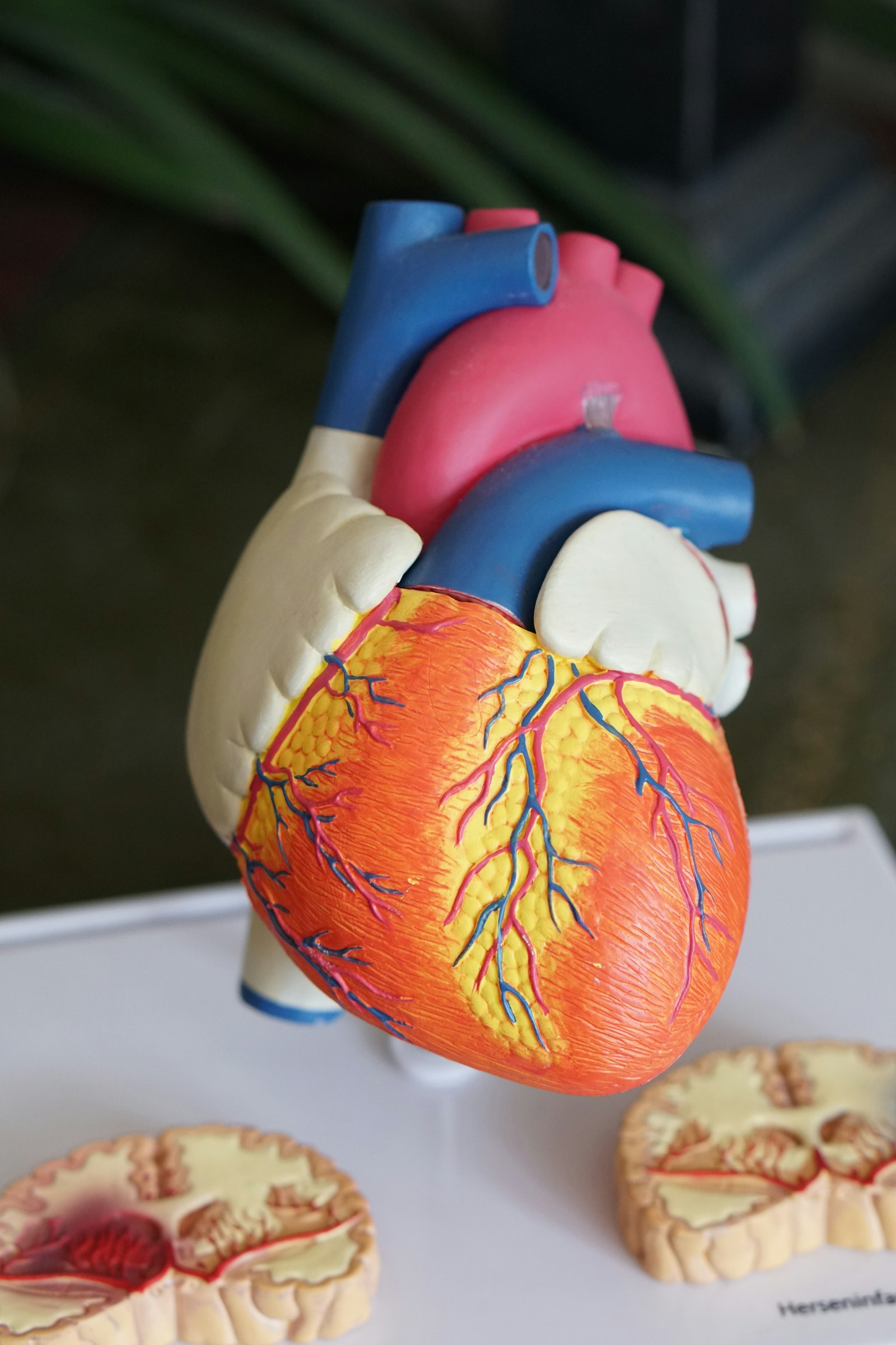 Anatomisches Herzmodell